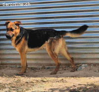 Rex- ein toller Schäfer Mix der sich auf jeden Besuch freut