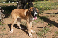 Rex - einer wunderbare Kumpel fürs Leben