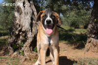 Rex - einer wunderbare Kumpel fürs Leben