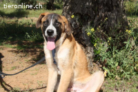 Rex - einer wunderbare Kumpel fürs Leben