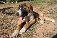 Rex - einer wunderbare Kumpel fürs Leben