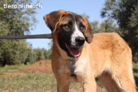 Rex - einer wunderbare Kumpel fürs Leben