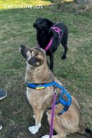 Rey (4 Jahre) möchte ländlich leben