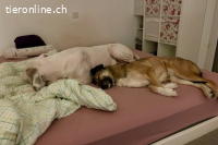 Rey (4 Jahre) möchte ländlich leben