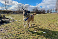 Rey (4 Jahre) möchte ländlich leben