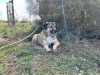 Rey (4 Jahre) möchte ländlich leben