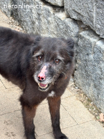 Rhino- lieb, unkompliziert, einfach toll!