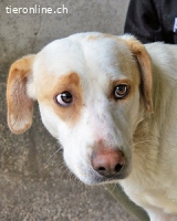 Rhoswen - Was bleibt, wenn Flucht zur Sackgasse wird?