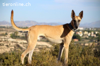 Richard - Der lebensfrohe und schlaue Begleiter