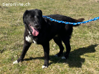 Rico – ein stiller Begleiter sucht ein ruhiges Zuhause
