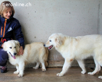 Ricoardo - Kleiner Hund ganz groß