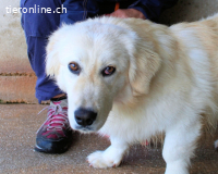 Ricoardo - Kleiner Hund ganz groß