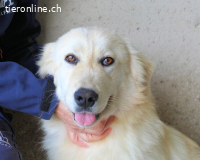 Ricoardo - Kleiner Hund ganz groß
