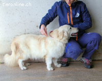 Ricoardo - Kleiner Hund ganz groß