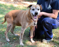 Rinaldo - Gold-Senior sucht dringend Zuhause