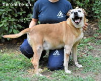 Rinaldo - Gold-Senior sucht dringend Zuhause