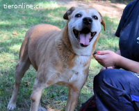 Rinaldo - Gold-Senior sucht dringend Zuhause