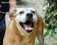 Rinaldo - Gold-Senior sucht dringend Zuhause