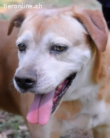 Rinaldo - Gold-Senior sucht dringend Zuhause