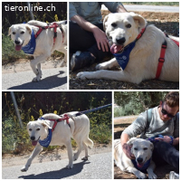 Rita, w./kastr.,  geb. ca. 10/2017, Größe: ca. 70 cm