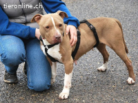 RIVA, menschenbezogene Mischlingshündin, c. 7 J., 48cm, 21kg