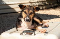 Rixa (ca. 1 Jahr) möchte endlich ankommen