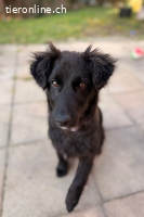 Robbie ( 8 Monate)- wünscht sich sein eigenes Körbchen