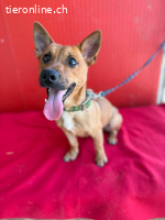 Robi, Dackel-Mix, Rüde, ca. 1 Jahr, ca. 30 cm, 7 kg