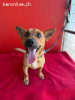 Robi, Dackel-Mix, Rüde, ca. 1 Jahr, ca. 30 cm, 7 kg