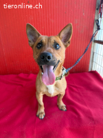 Robi, Dackel-Mix, Rüde, ca. 1 Jahr, ca. 30 cm, 7 kg