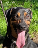 Robin - ist müde.. nicht körperlicch... innerlich...