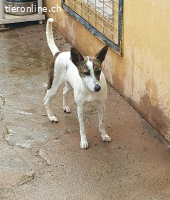 Roca, w./kastr., geb. 01/2025, Grösse: ca. 44 cm/12 kg