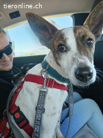 Roca, w./kastr., geb. 01/2025, Grösse: ca. 44 cm/12 kg