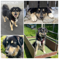 Rocky sucht erfahrene Menschen mit Herz und Verstand