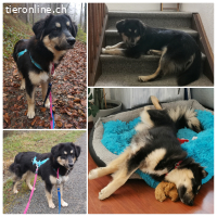 Rocky sucht erfahrene Menschen mit Herz und Verstand