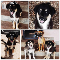 Rocky sucht erfahrene Menschen mit Herz und Verstand