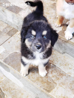 Rocky sucht erfahrene Menschen mit Herz und Verstand