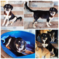 Rocky sucht erfahrene Menschen mit Herz und Verstand