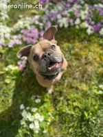 Rocky- unsere süsse Knutschkugel auf vier Beinen