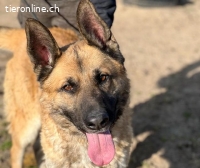 Rodeo-2, freundlicher, aktiver und aufmerksamer  Vierbeiner