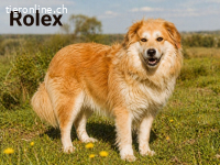 Rolex, ein grosses Bärchen