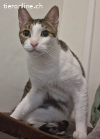 ROMEO 2 - SEHR KLUG, ANHAENGLICH, VERSCHMUST NUR ALLEINE