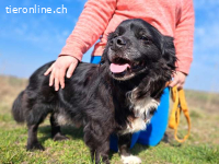 ROMEO, ruhiger Mixopi, ca. 12 Jahre, 37cm,11,9kg*reserviert*