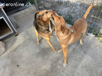 ROMEO UND JULIETA SIND EIN HERZ UND EINE SEELE