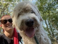 Romulus, lieber, fröhlicher und menschenbezogener Rüde