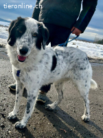 Ronny – der hüpfende Gute-Laune-Riese