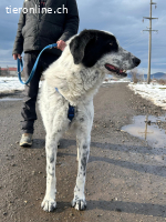 Ronny – der hüpfende Gute-Laune-Riese