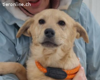 Rosie will mit ihren Menschen die Welte entdecken