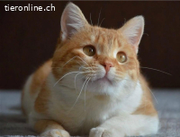 Rot-weißer Traumkater sucht ein liebevolles Zuhause