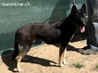 Roxan-2, liebe, freundliche und muntere Hündin